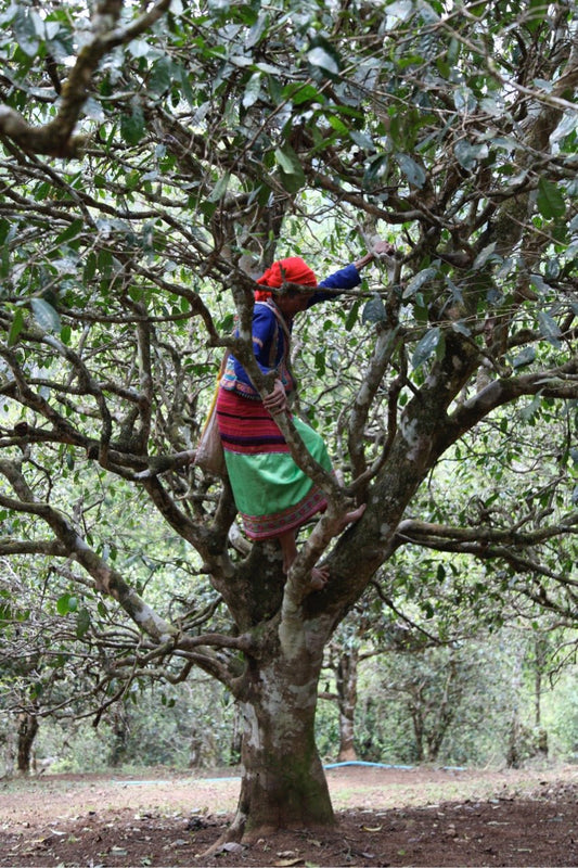 Vietnamese tea picker climbing a tree in a tea forest.