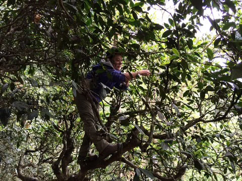 Vietnamese tea picker carefully harvesting the best teas for processing.