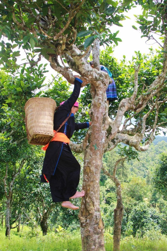A woman tea farmer climbing a tree to hand-pick tea leaves, demonstrating the skill and craftsmanship behind exceptional tea harvesting.