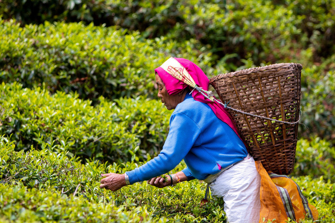 Climate Change and the Future of Tea: What Every Tea Lover Should Know