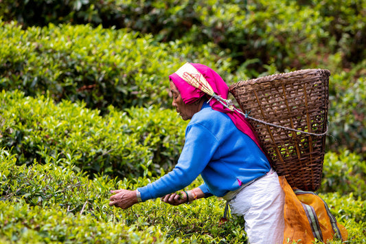 Climate Change and the Future of Tea: What Every Tea Lover Should Know
