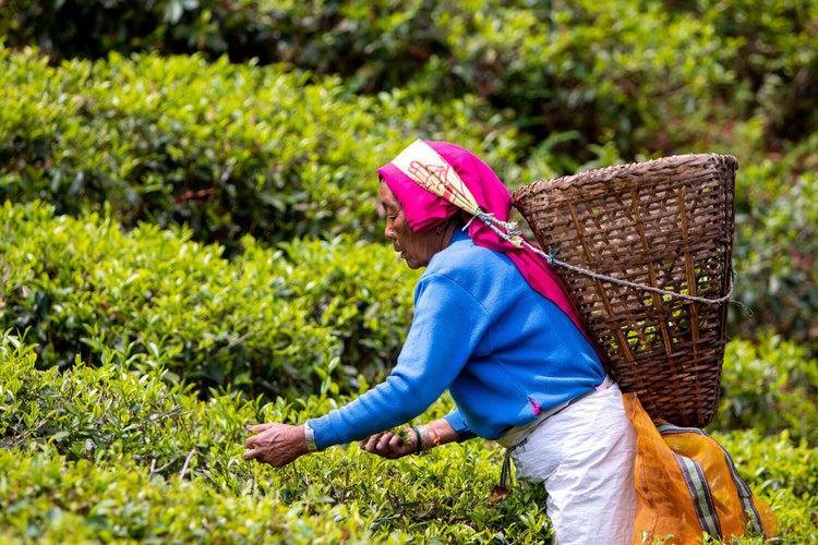 A woman handpicking green teas in Nepal