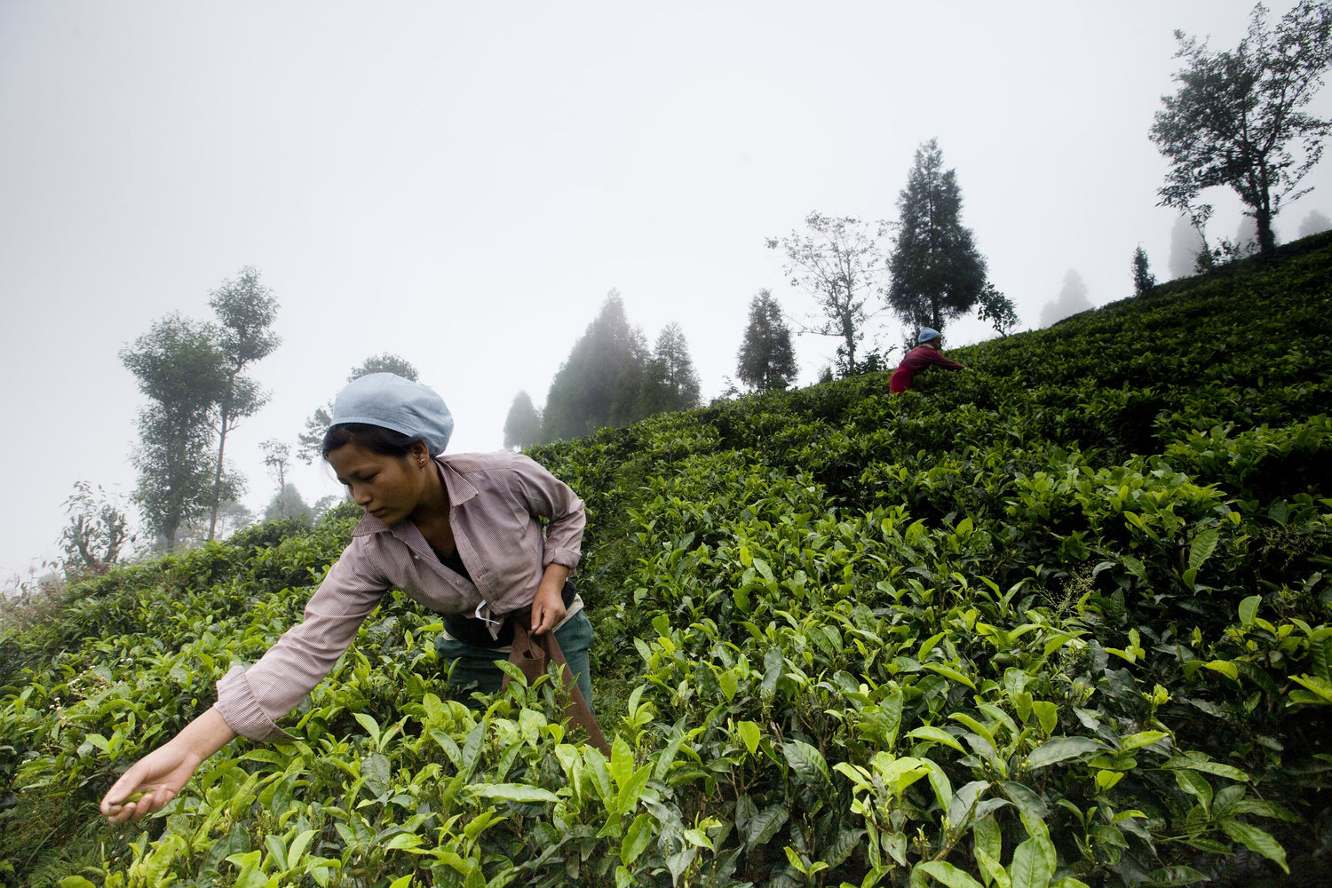 Handpicking teas in Himalayan mountains