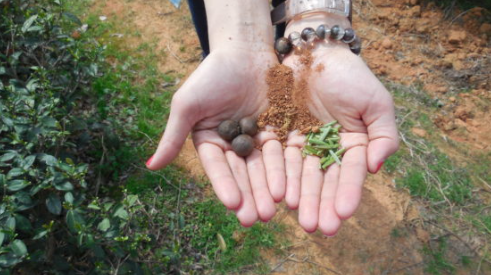 Woman tea picker with her palms open showing recently plucked great tea leaves
