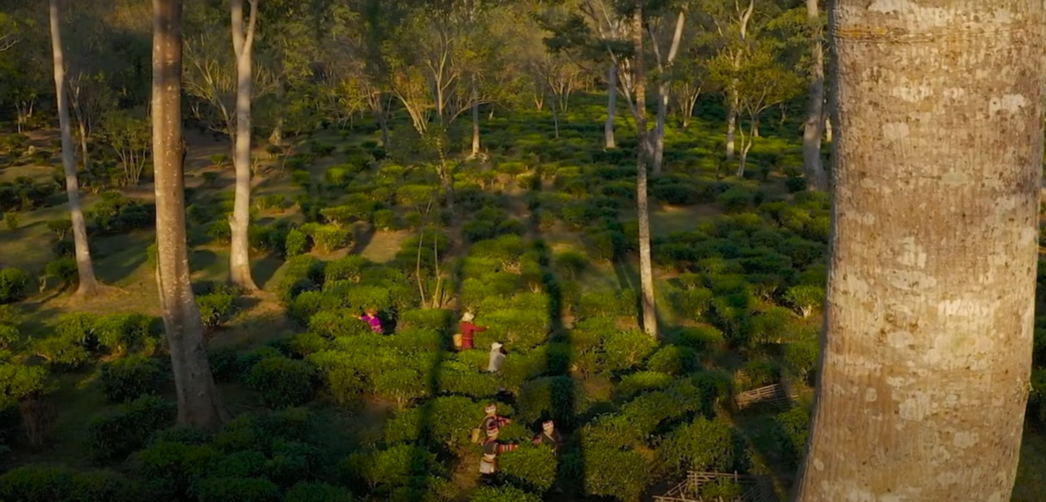 Women tea pickers in Thailand