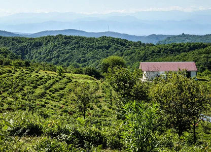 Lush  setting of a tea farm in the Republic of Georgia with a small building in the distance