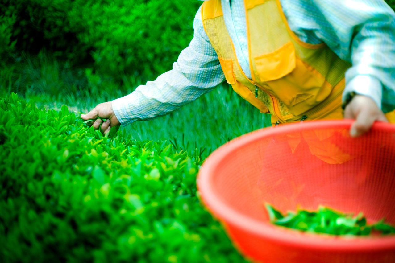 Woman harvesting green leafy tea in Korea