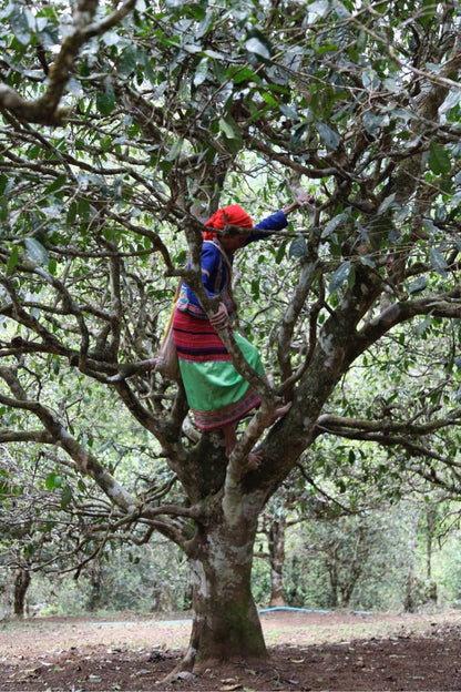 Vietnamese tea picker climbing a tree in a tea forest.