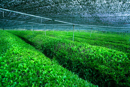 Jeong Ritual Powdered Tea