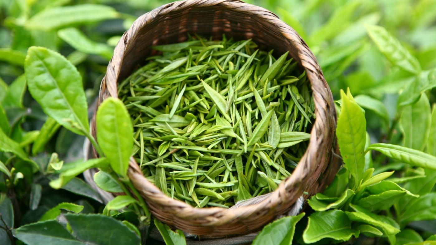 Basket of fresh green tea leaves outdoors