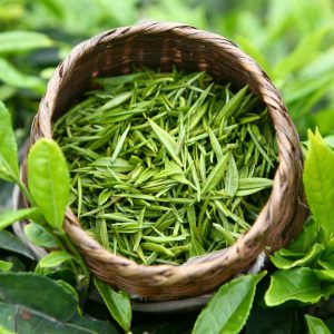 Basket of fresh green tea leaves outdoors