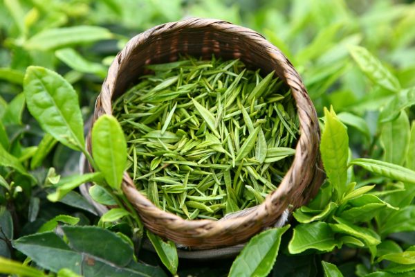 Basket of fresh green tea leaves outdoors