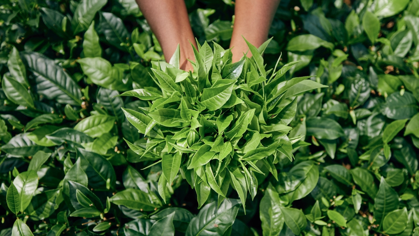 Hands holding freshly picked green tea leaves