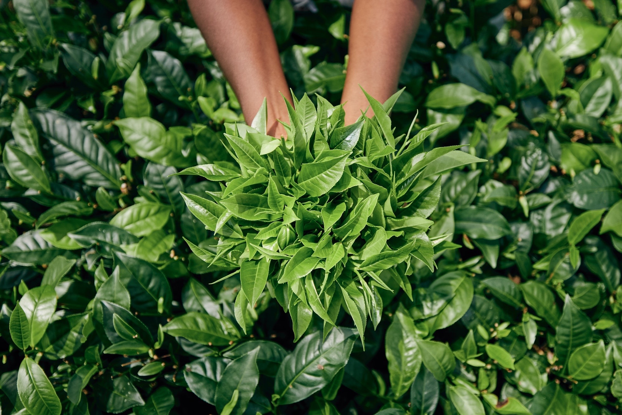 Small Business – Collective Growth